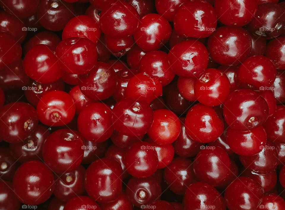 Cherry harvest in Ukraine
