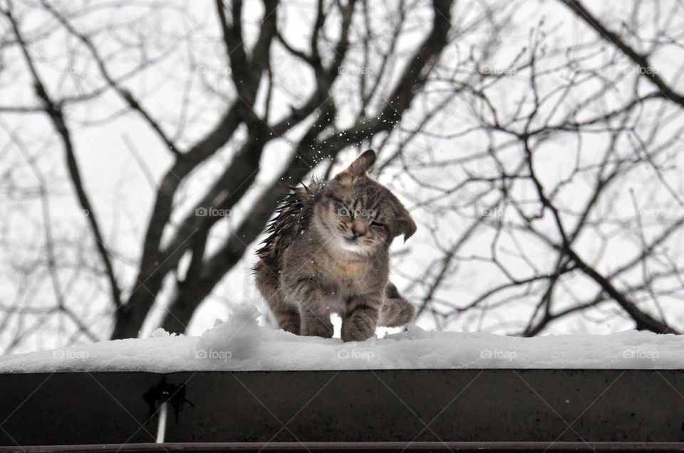 Cat in the Snow