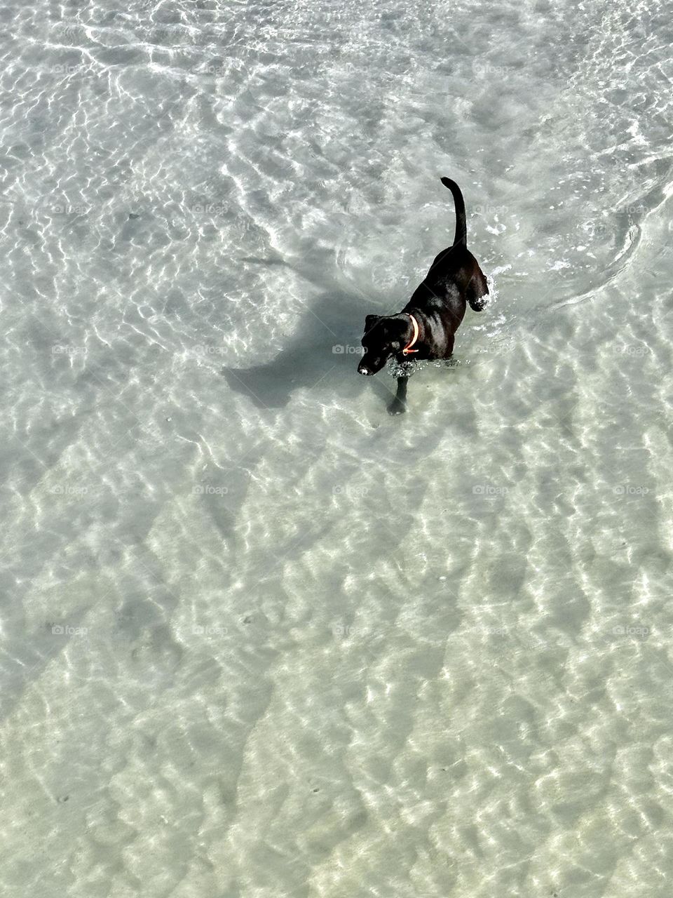 A black Labrador dog with a red collar enjoying walking in the shallows off Waikiki 