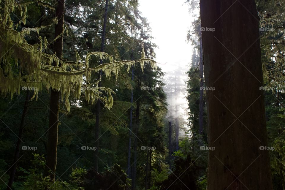 Natural Light cutting through the fog above sequoias at Jedidiah Smith Redwood State Park in Crescent City, California USA 