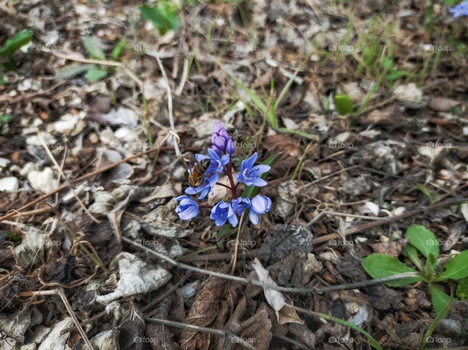 A honey bee collects pollen on a blue flower. spring.