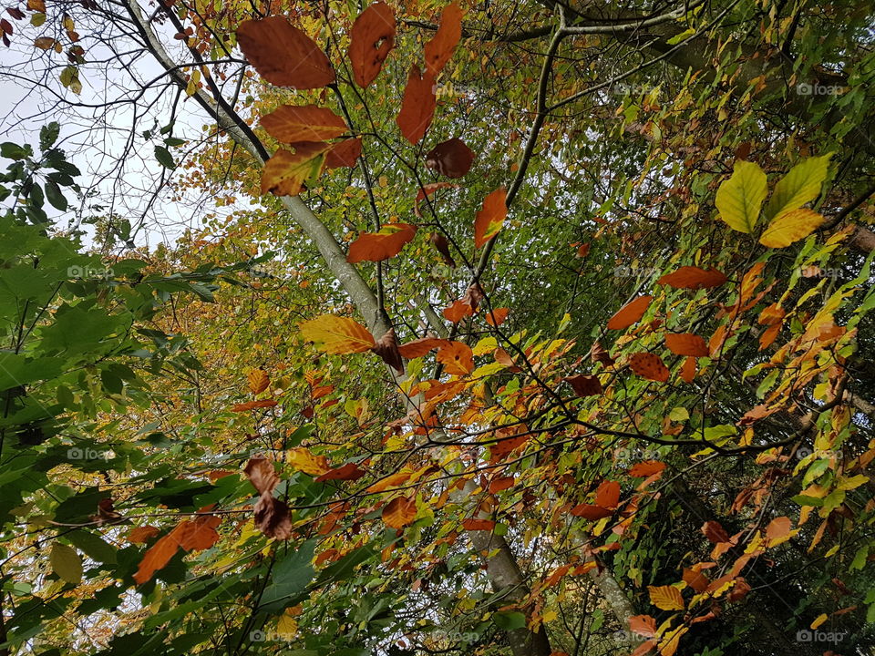 Autumn Foliage. November 2018