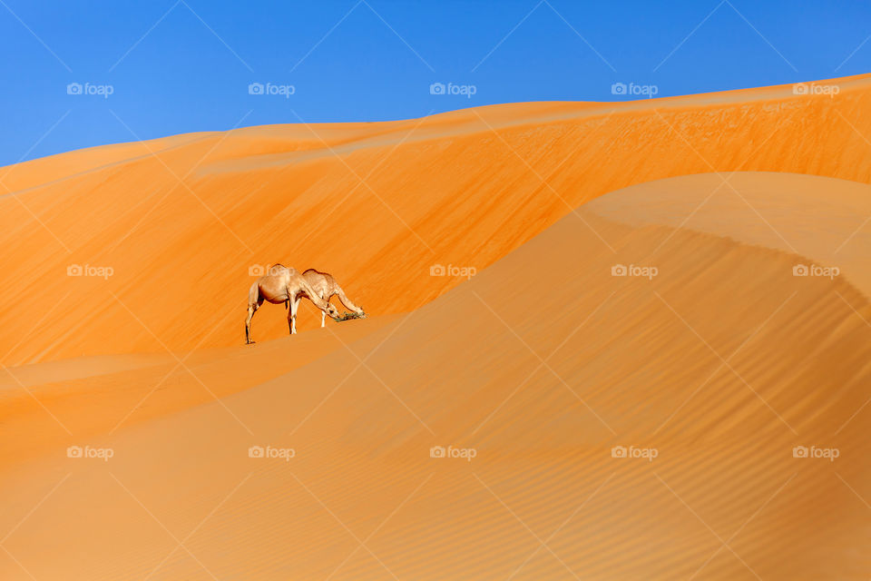 Camels eating in the desert