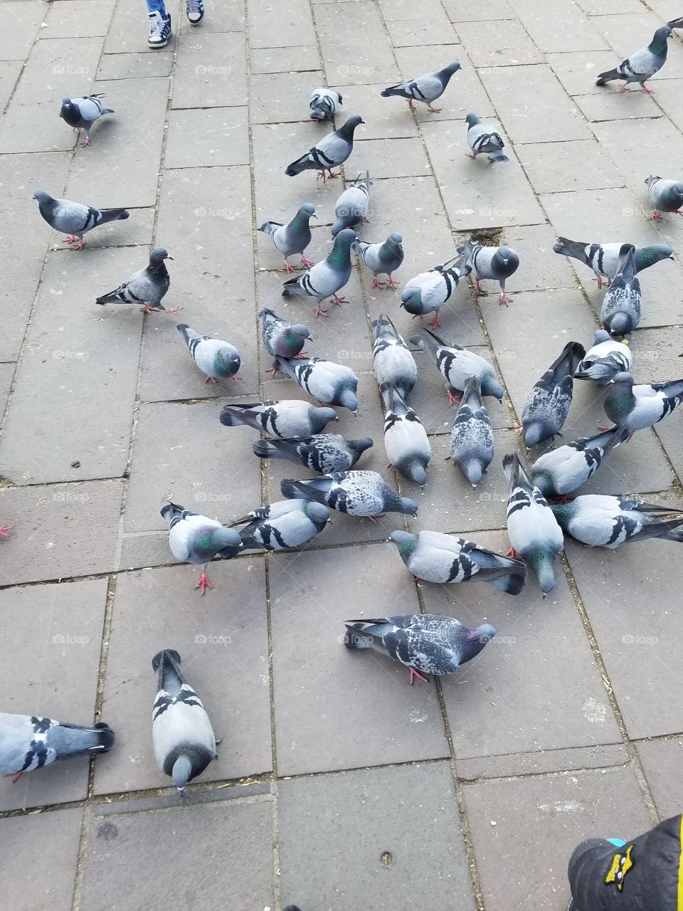 Pigeon, City, Street, Urban, Bird
