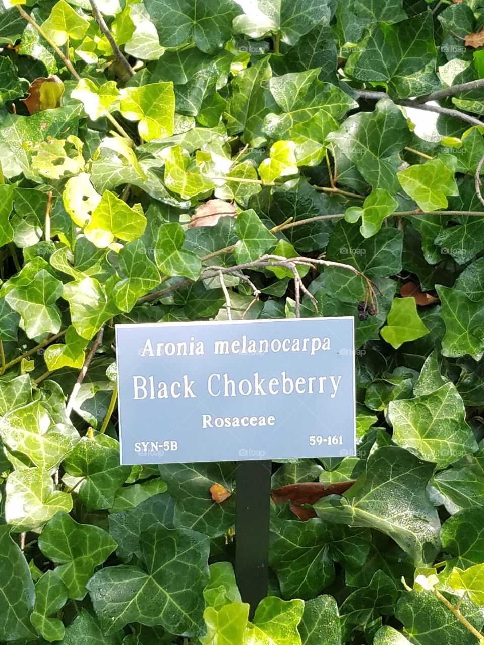 Planting Fields Arboretum State Park, Oyster Bay, NY - August 2017 - Taken on Android Phone - Galaxy S7 - Exploring the Grounds on a Lazy Sunday near the end of Summer