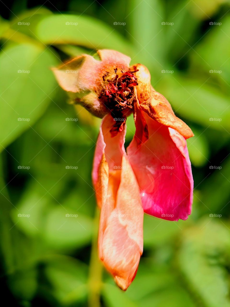 A withered Rose on the branch.