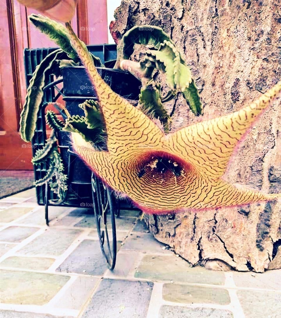 Just One Good Specie