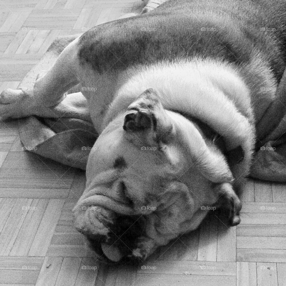 Maggie having a good old floor nap.