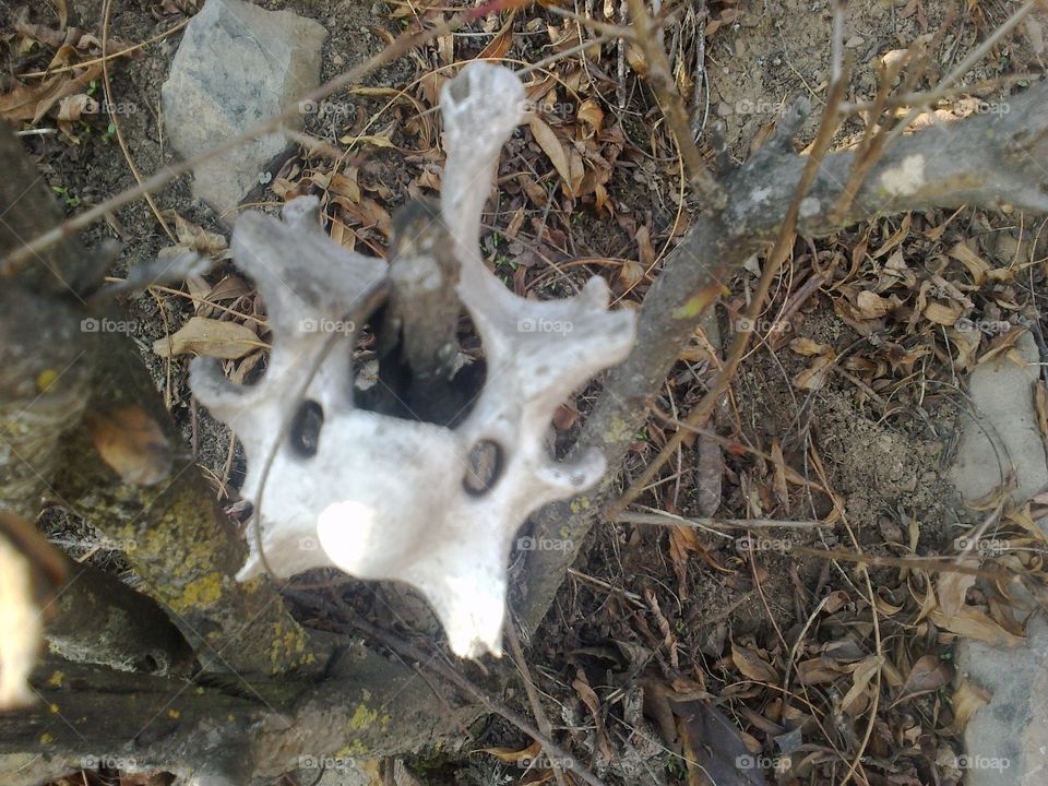 Nature, Ground, Frame, Skull, Closeup