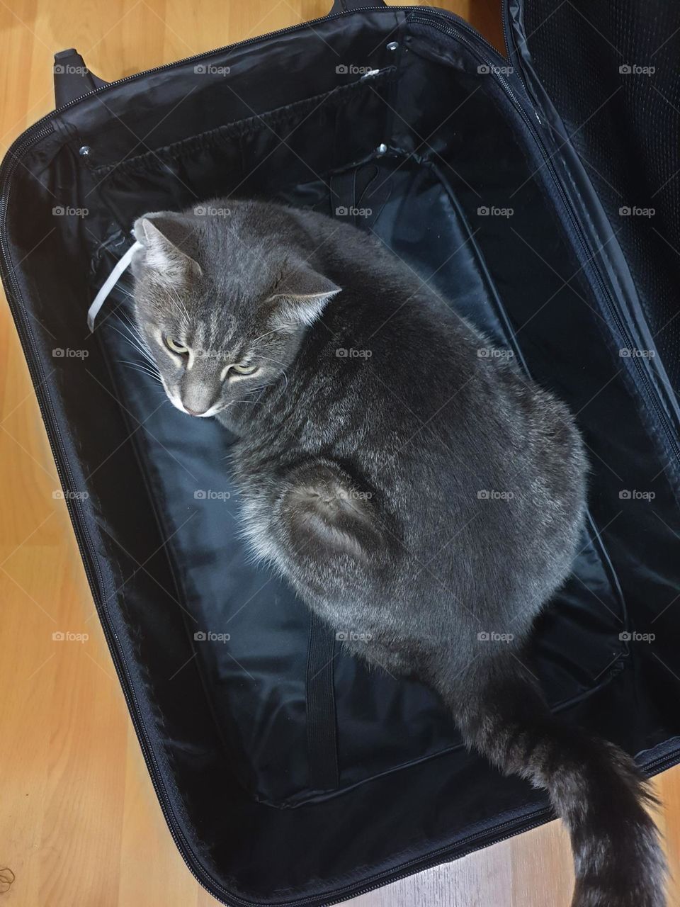 Grey cat sits in a suitcase