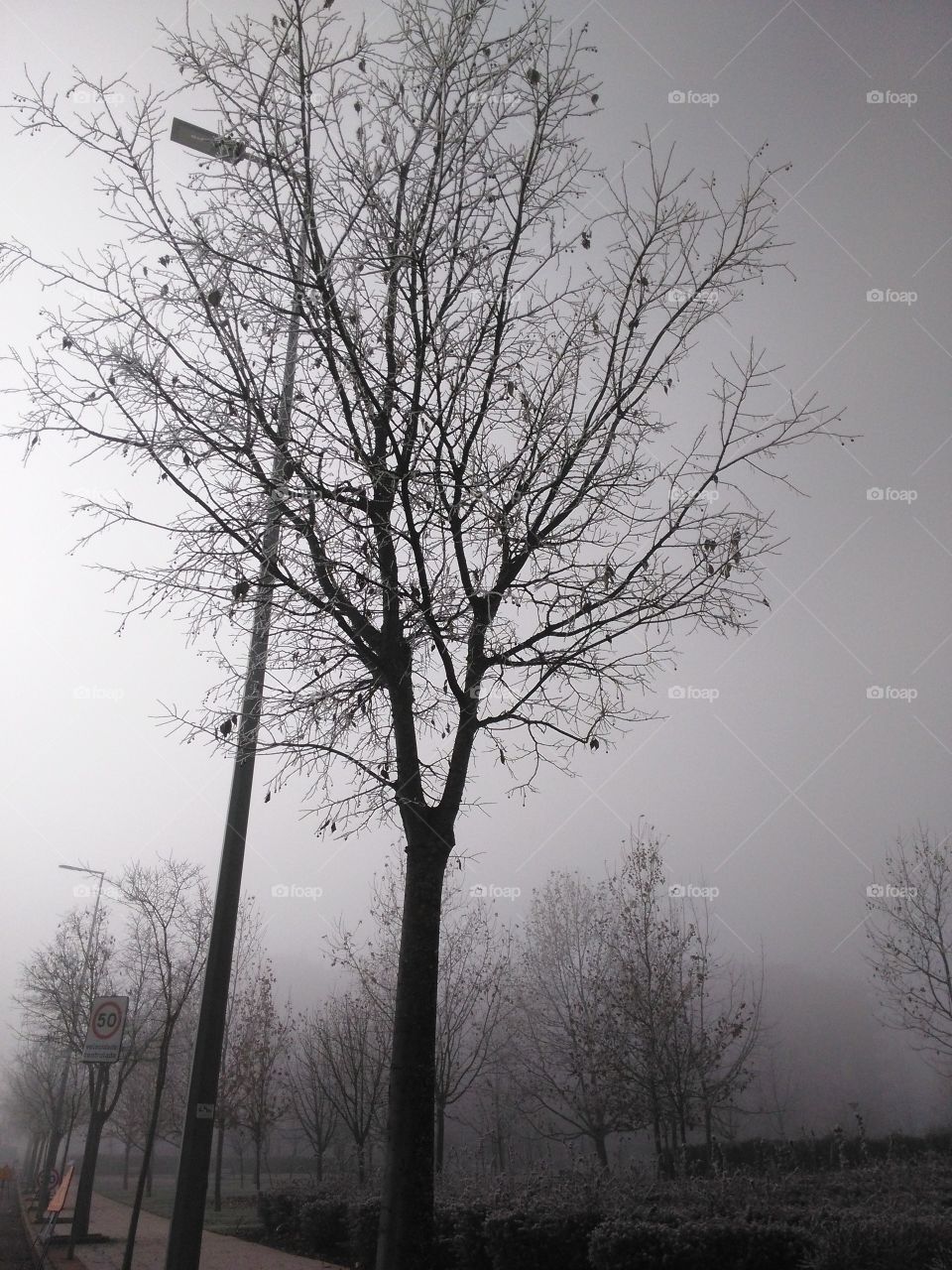 Tree, Landscape, Fog, No Person, Wood
