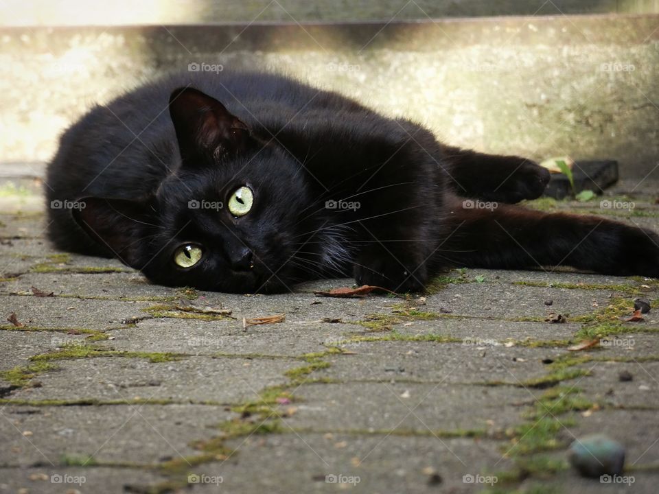 portrait of a black cat