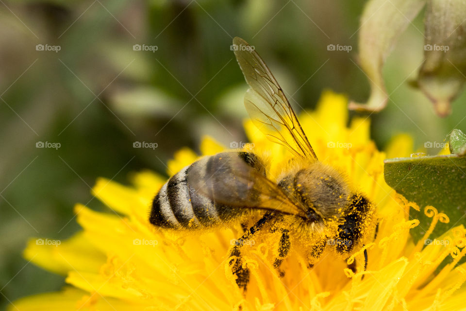 macro photo of a small bee collecting pollen from a dandelion