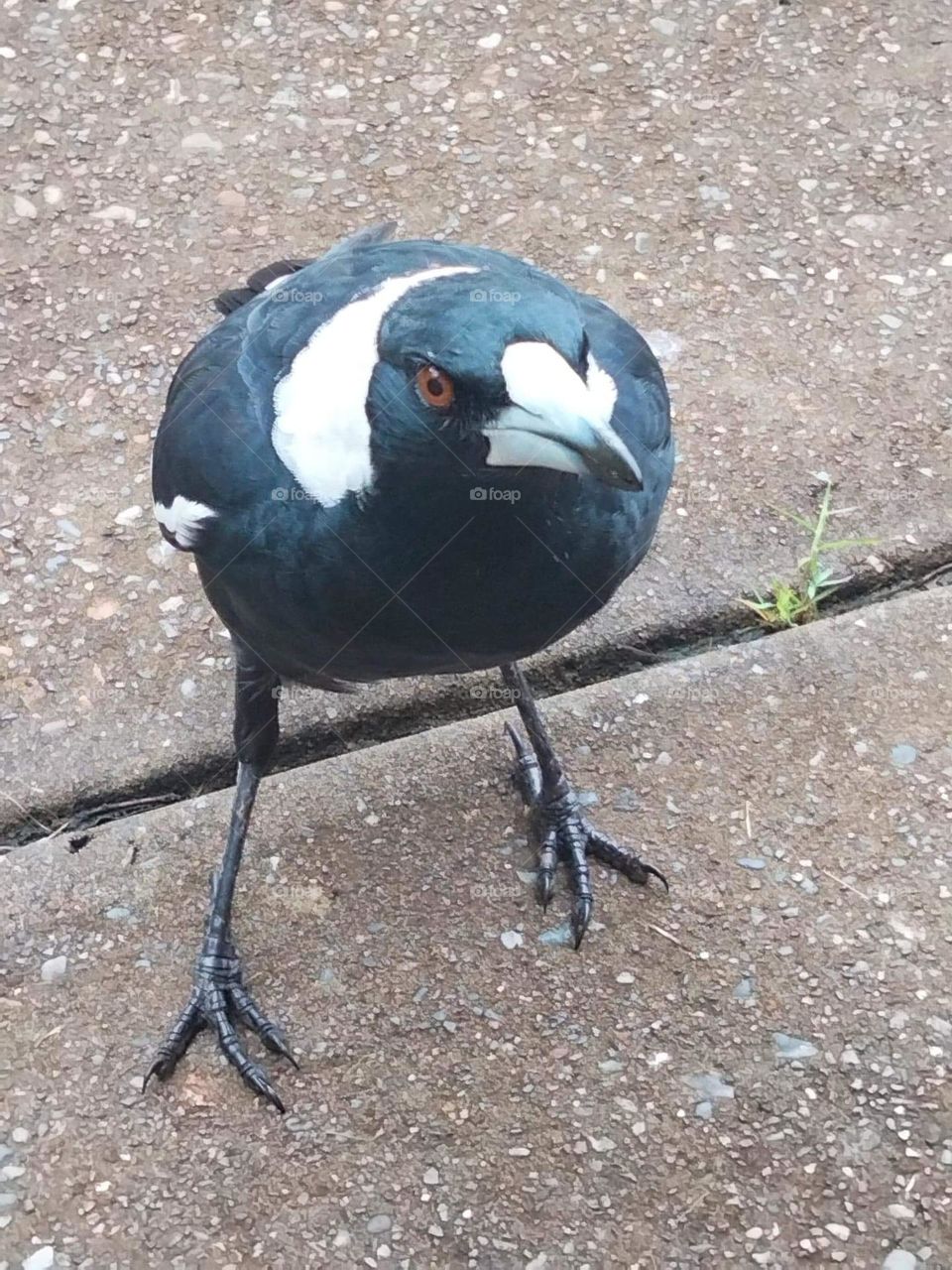 An Australian magpie a beautiful black and white bird