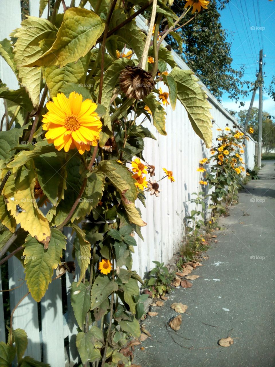 No Person, Leaf, Flower, Nature, Flora