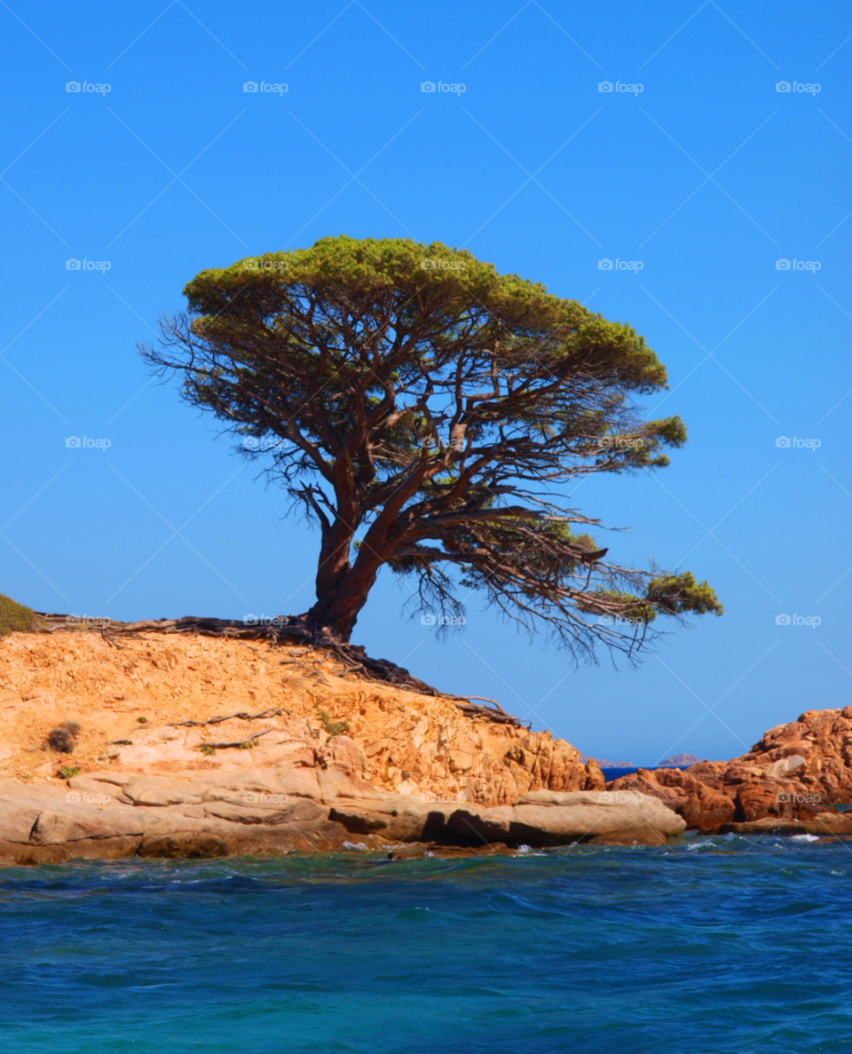 nature summer tree sea by tsaras70