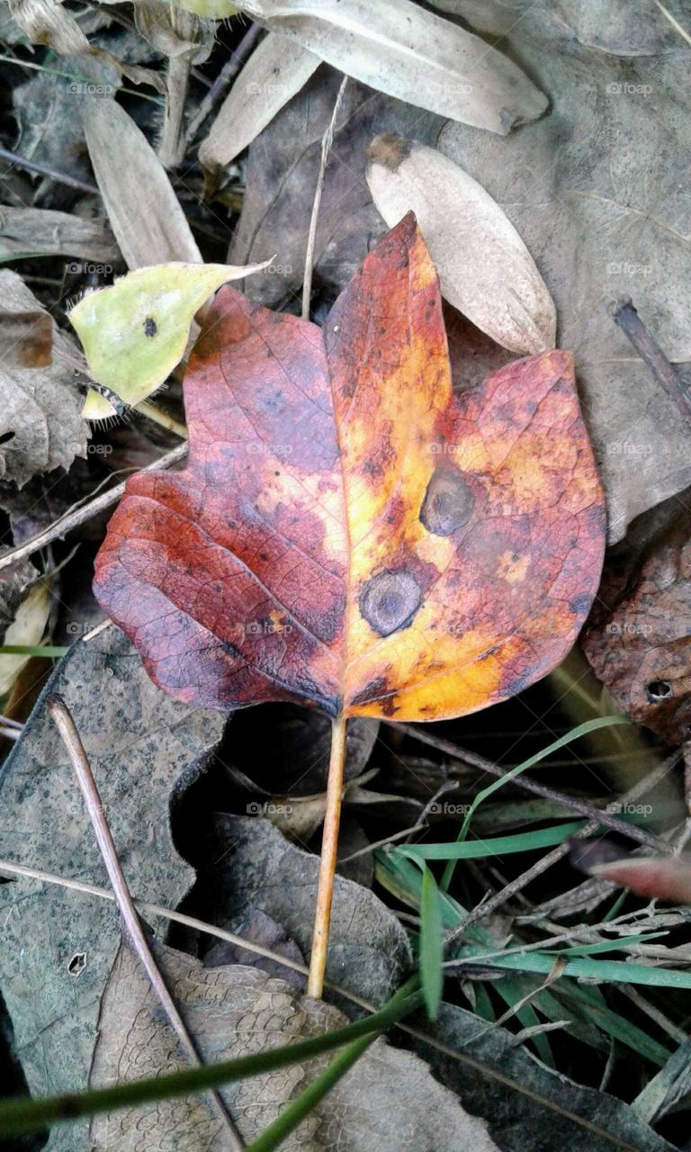 Fall leaves