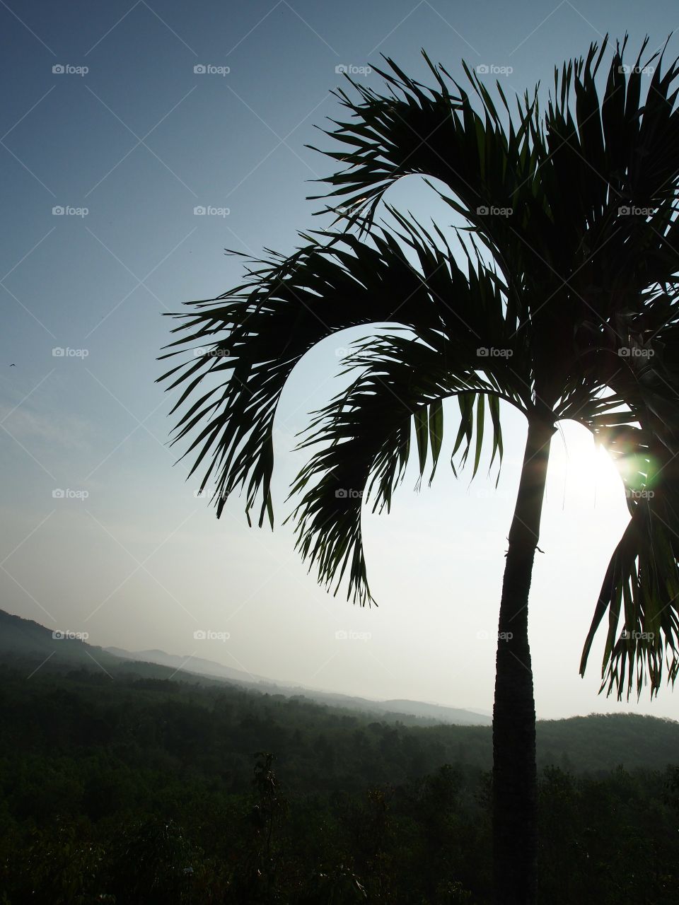 Silhouette of palm tree at sunrise