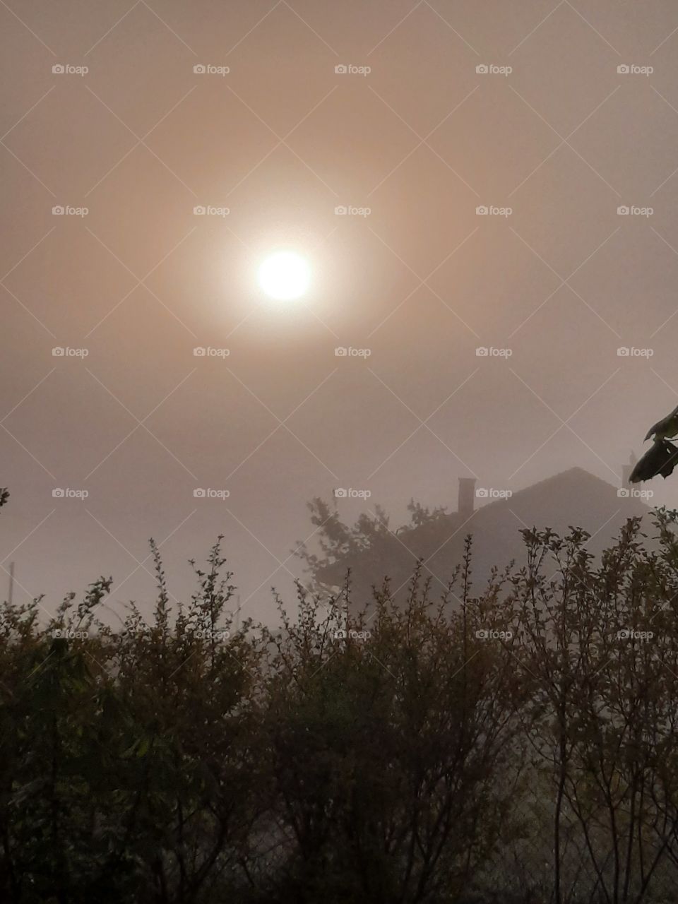 sunrise  during misty day with hazy silhouettes of trees and building