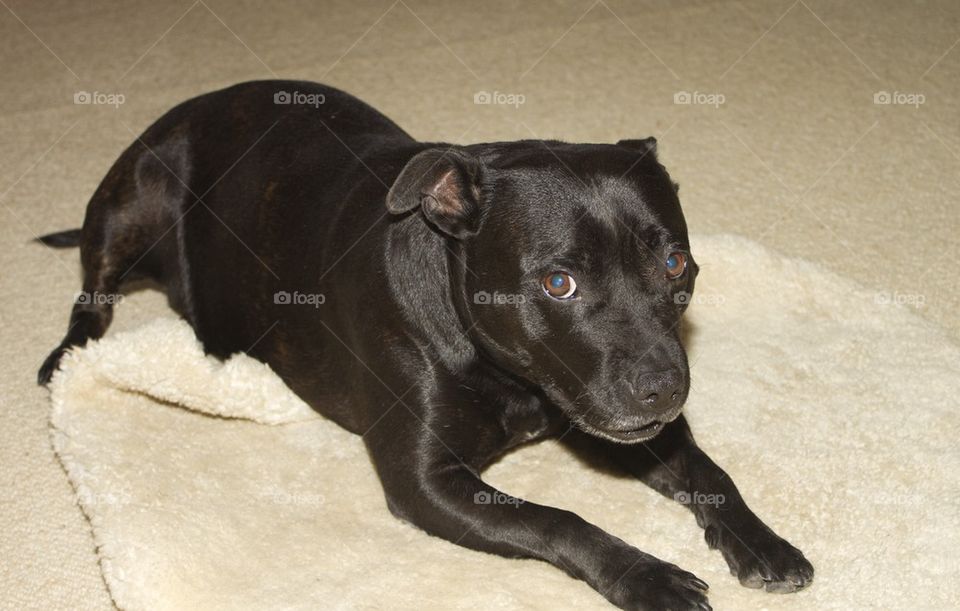 Staffy on her mat