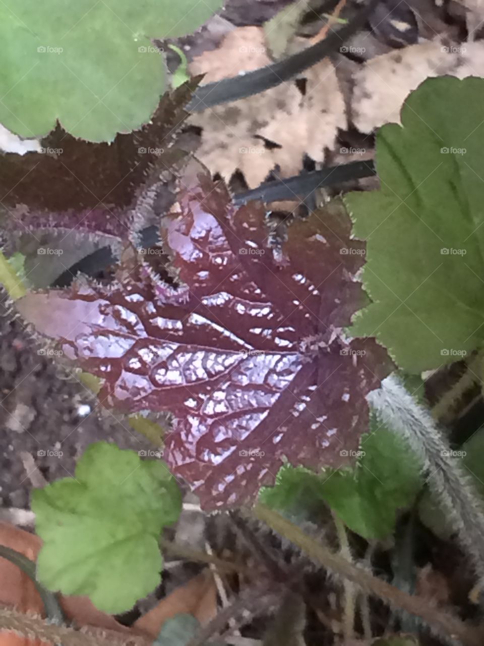 Heuchera leaf
