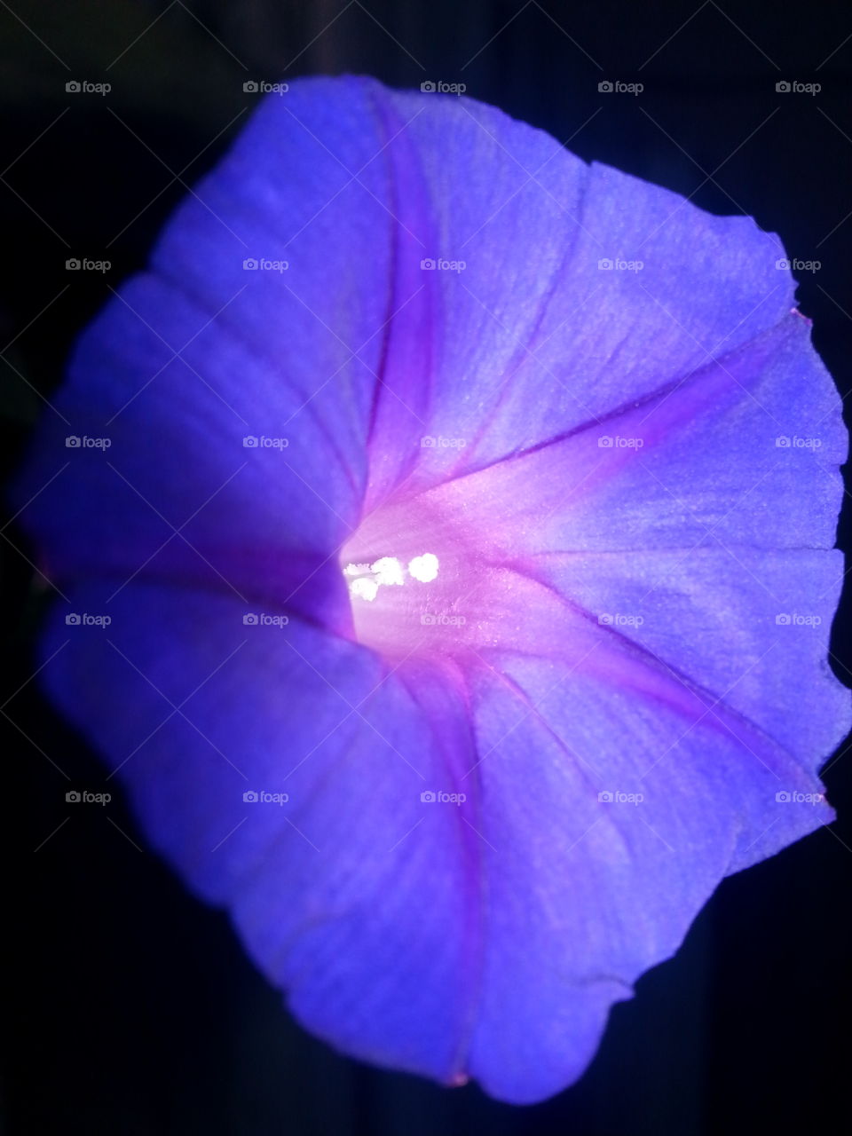 Blue flower with black background