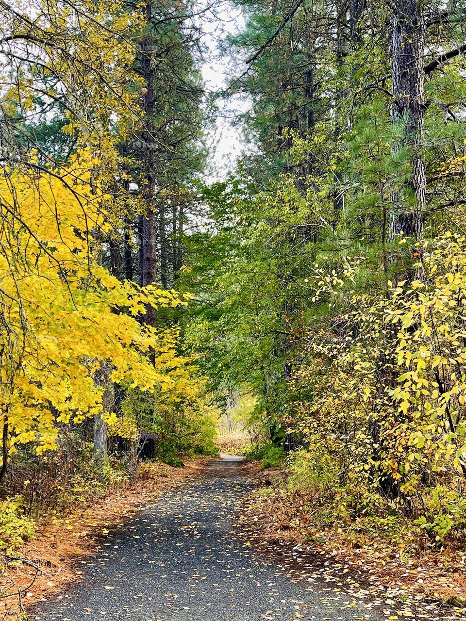 Autumn forest landscape 