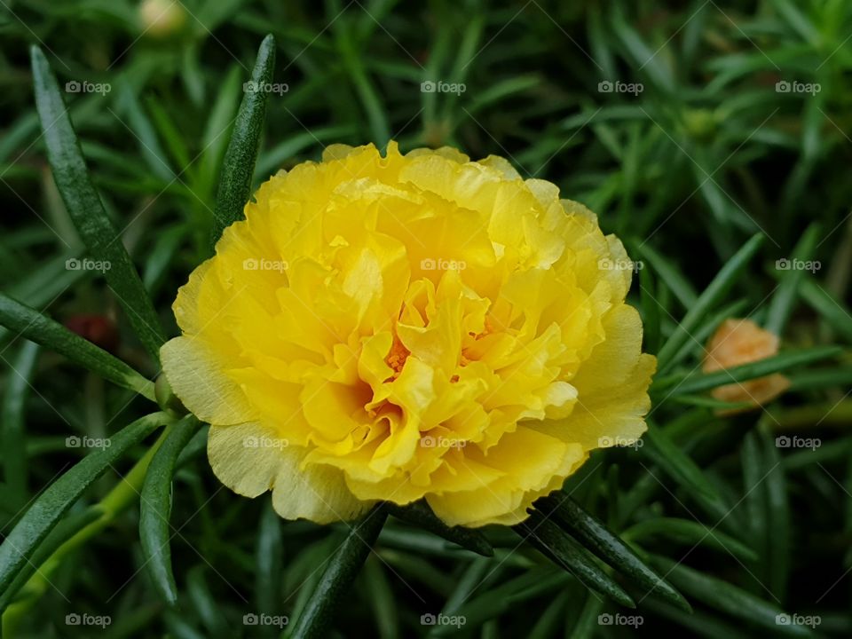 the Portulaca Grandiflora