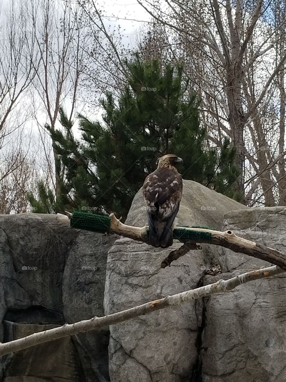 golden eagle perched on a branch and scouting out the opportunities