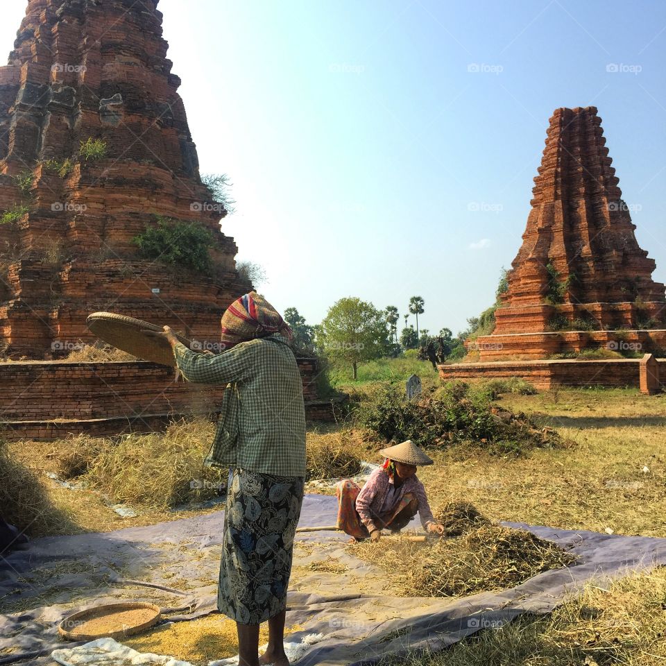 Local women harvesting rice. Inwa, Mandalay, Myanmar. 