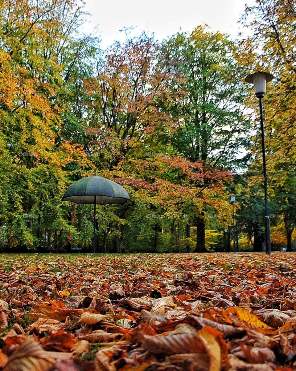 Fall, Leaf, Maple, Tree, Wood