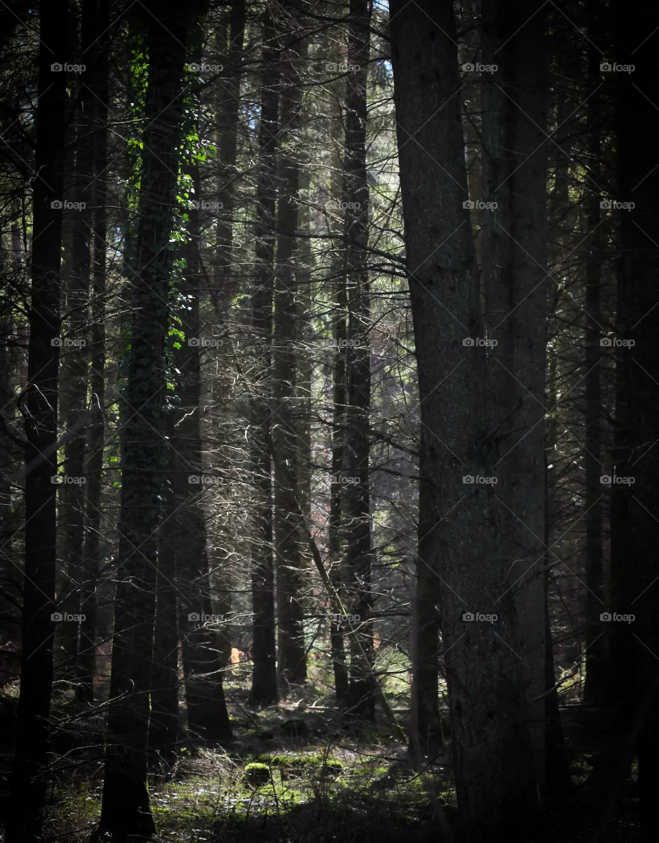 Wald