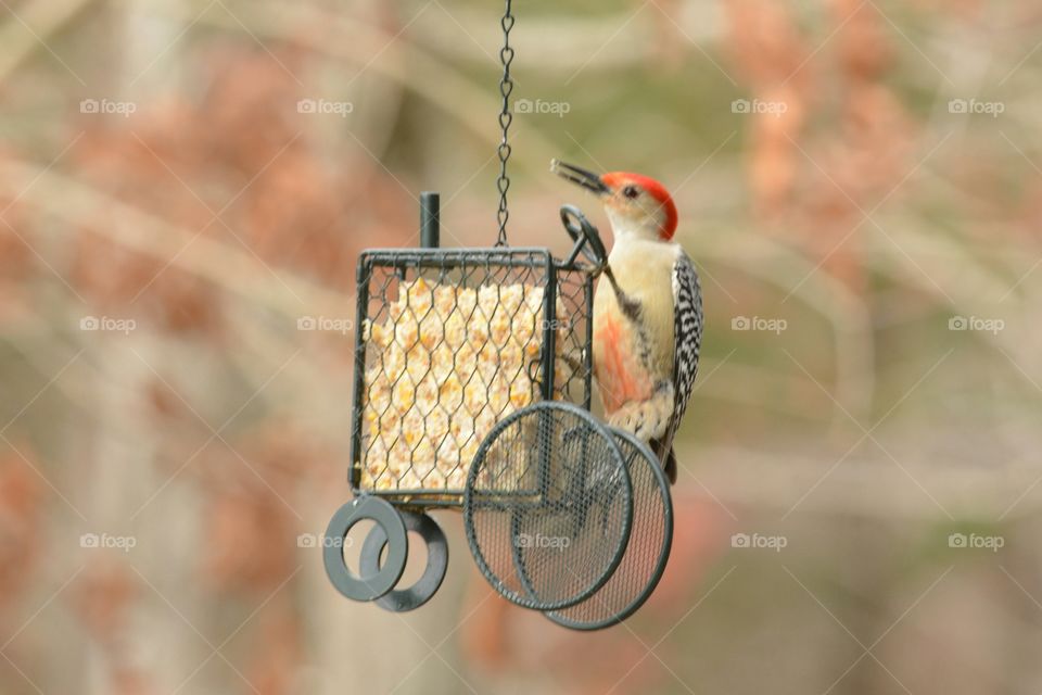 She thinks my tractor's sexy. Red-bellied Woodpecker on tractor suet feeder