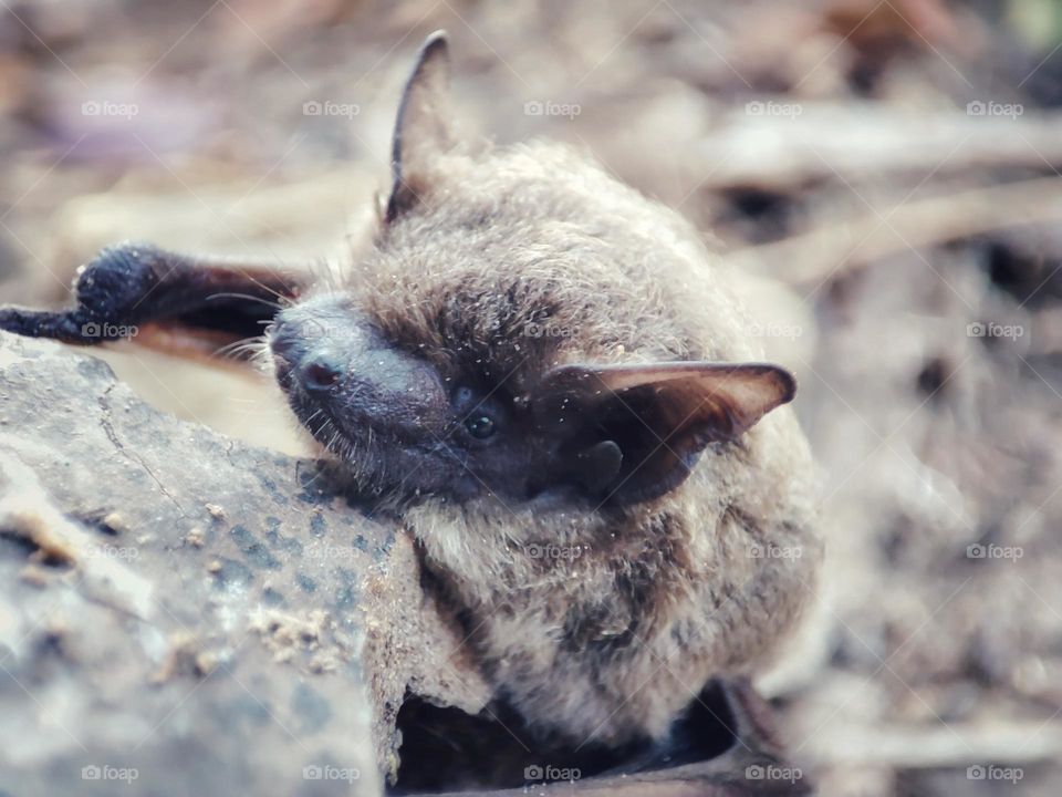 Nathusius's pipistrelle, Animal