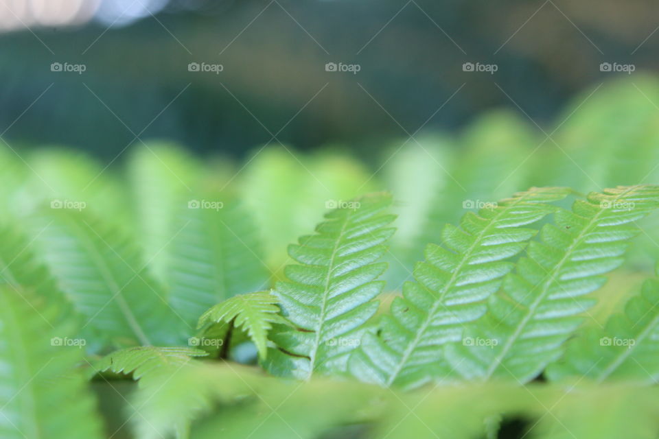 green fern