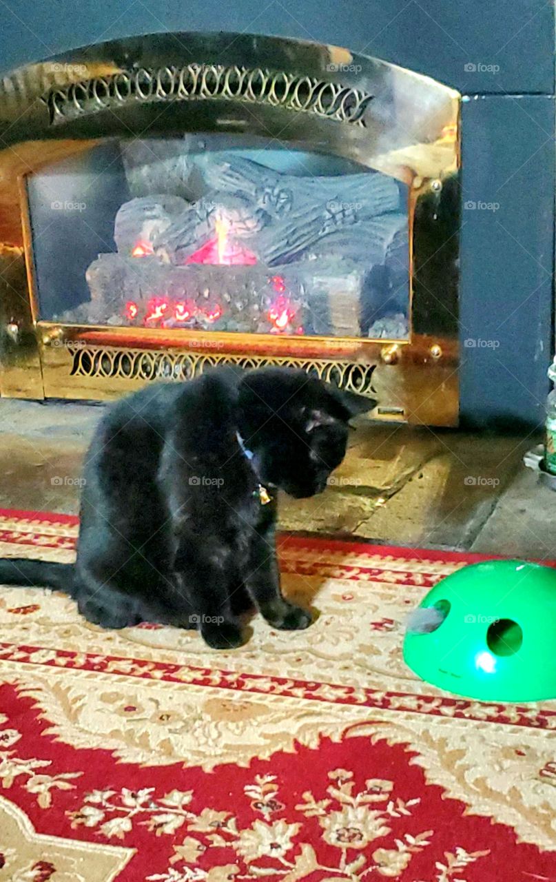 cat, fireplace burning, watching cat toy play peekaboo🐾