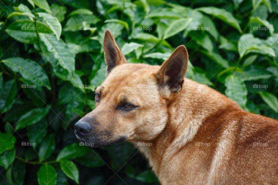 The tea plantation dogs we met in Malaysia used to be pets as we were told by the locals until the Corona pandemic hit. Then the owners abandoned the dogs and they have since then been fed by the employees.