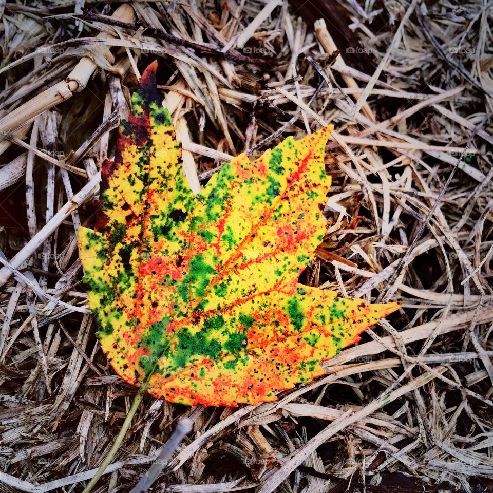 Autumn leaf, on pine needles and dried grass