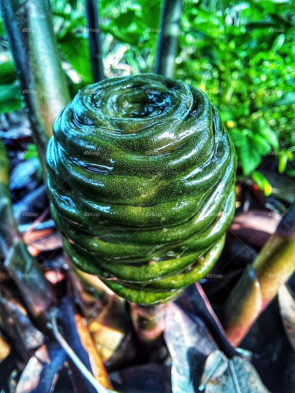 Zingiber zerumbet flowers that have not yet bloomed clearly look beautiful