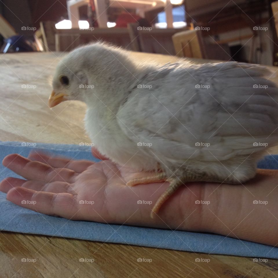 Young white chicken