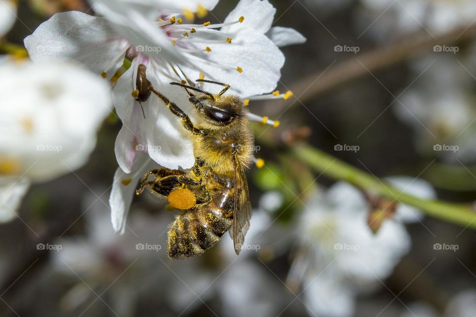 Spring flower with a bee.