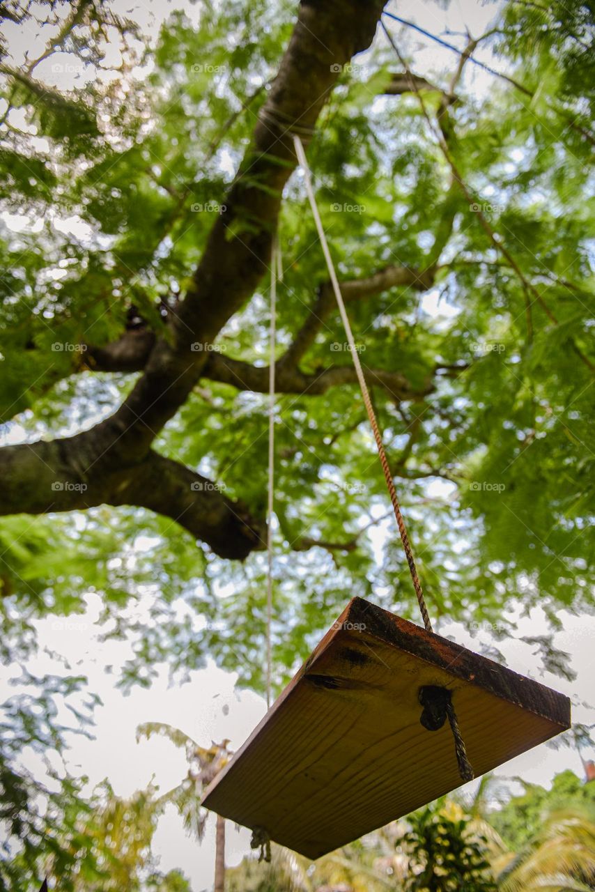 View from underneath a tree swing looking up into the branches 