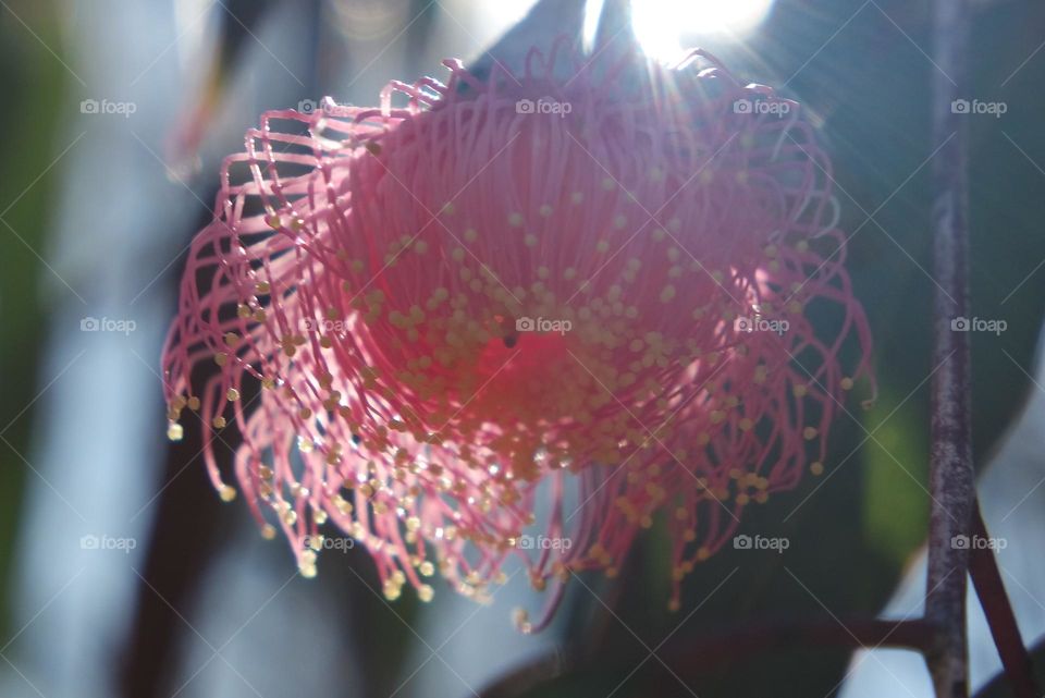 A flower shining in the way of the sun, shadowed but still bright, happy and spring is here!