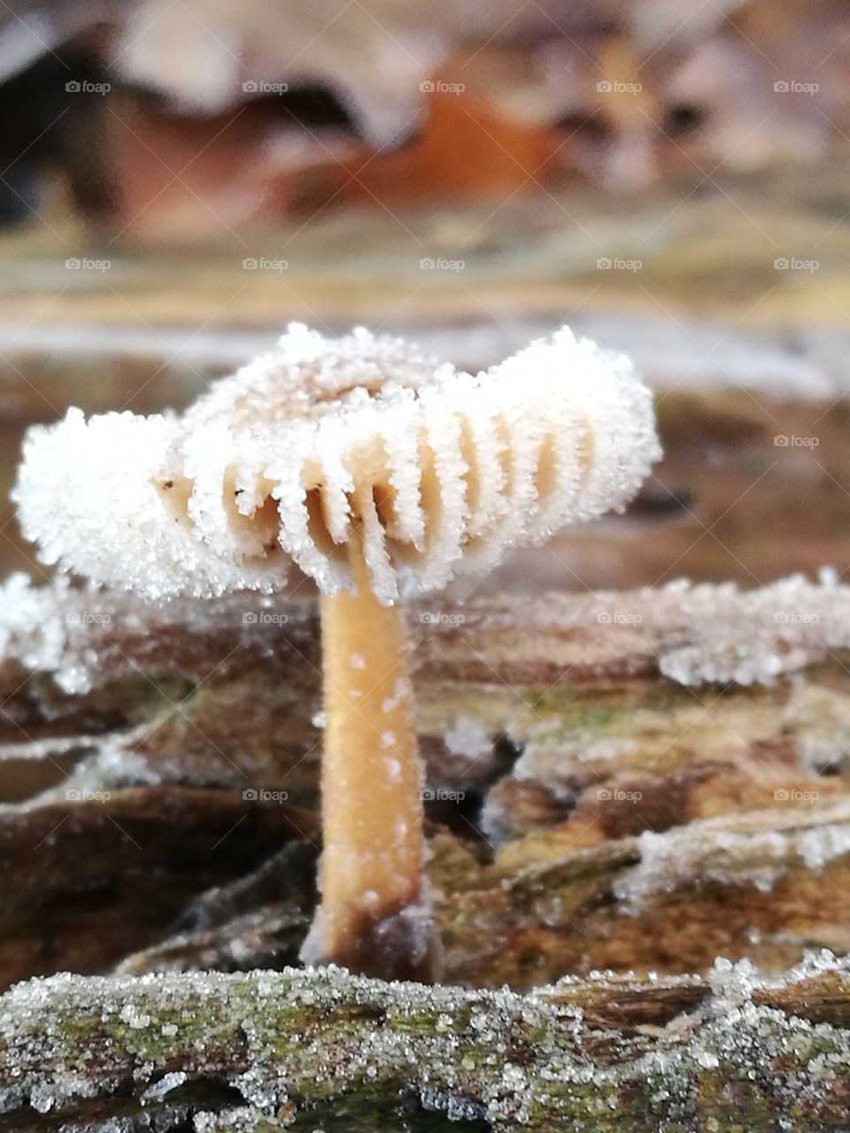 Frozen mushroom