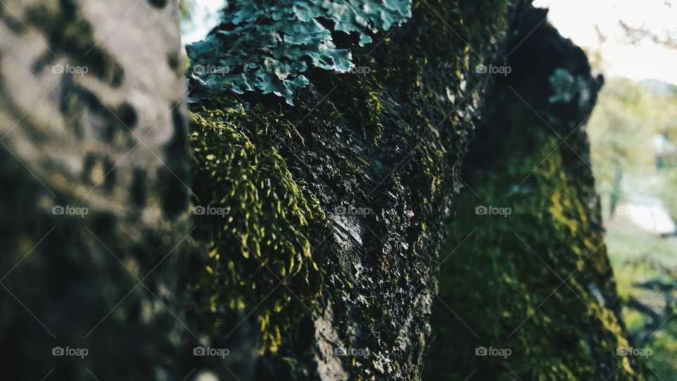 moss on tree closeup