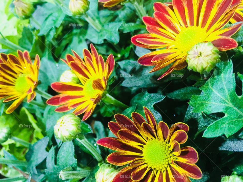 Vibrant red and yellow flowers.