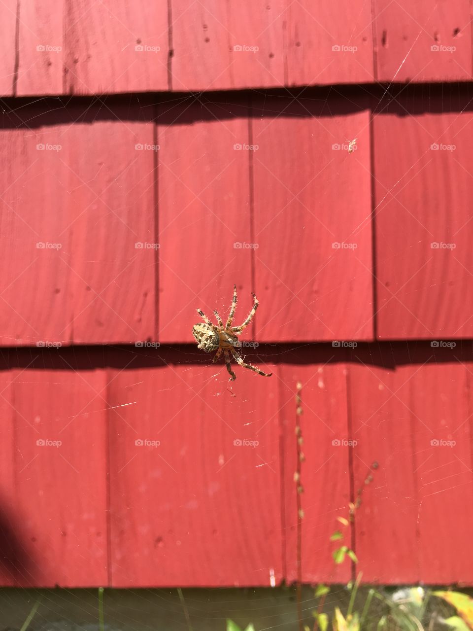 Large spider in CT