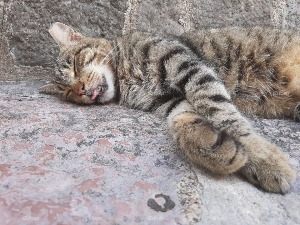 sleeping cat