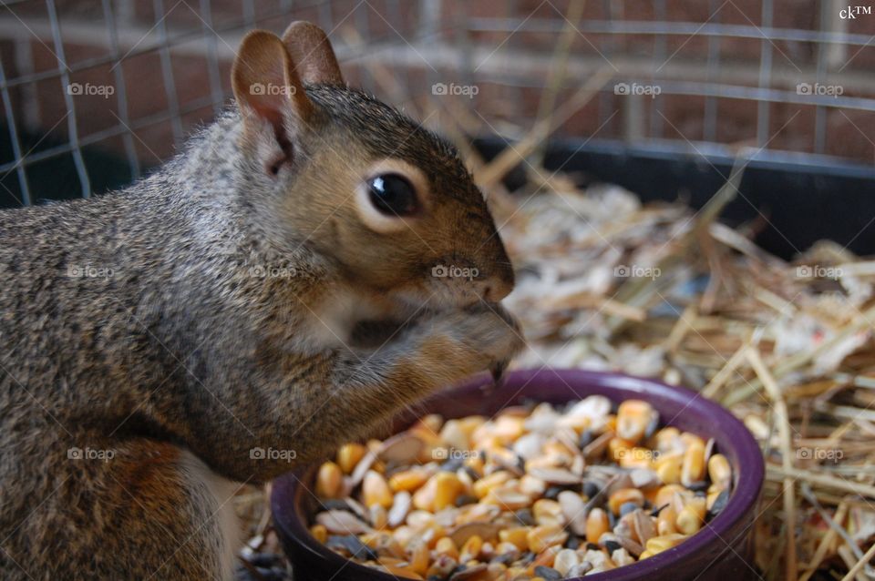 Food, Nut, Mammal, No Person, Nature