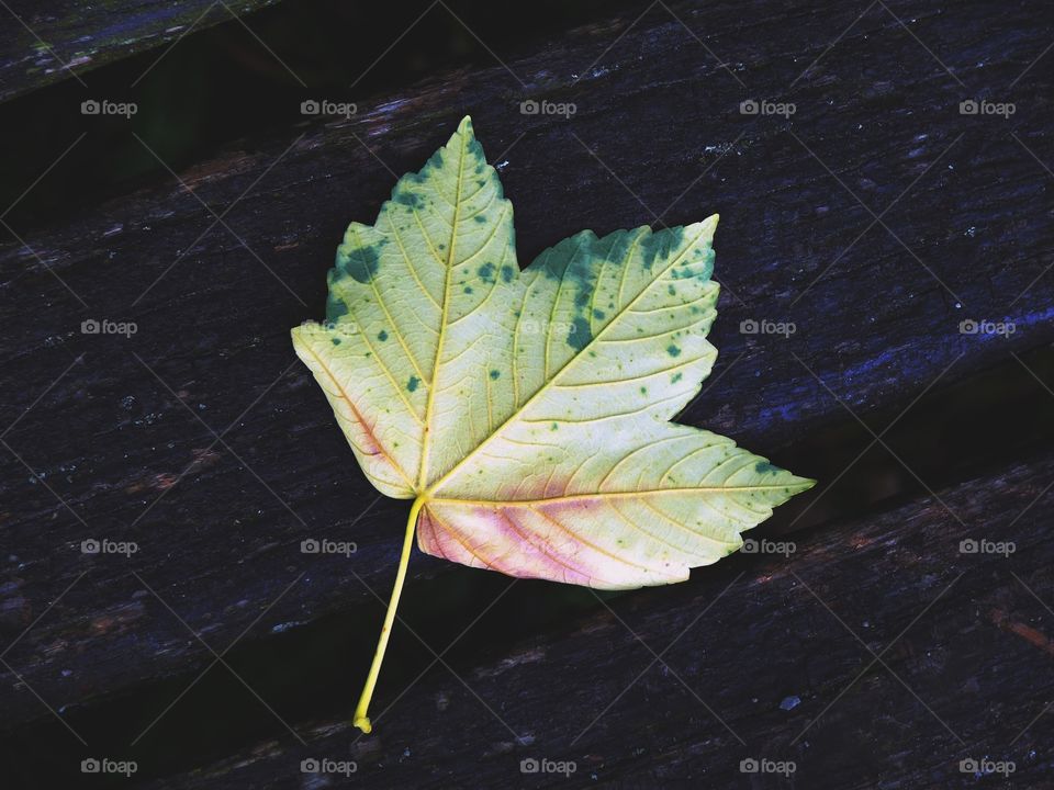 Autumn leaf on park bench.